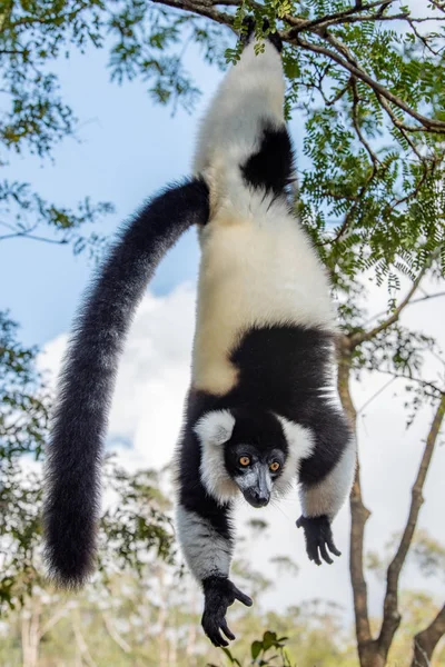Lemur Lémure Preto Branco Árvores Natureza Animais Madagáscar Animais Selvagens — Fotografia de Stock