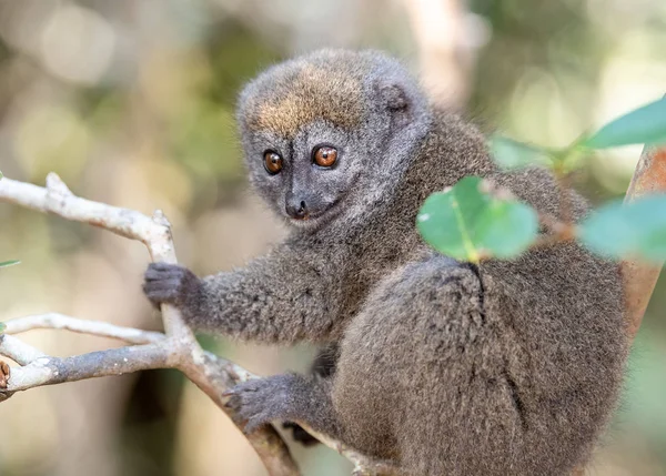 Bamboe Lemur Oostelijke Mindere Bamboe Lemur Lemur Bomen Natuur Madagaskar — Stockfoto