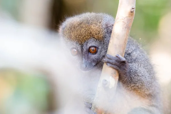 Bamboe Lemur Oostelijke Mindere Bamboe Lemur Lemur Bomen Natuur Madagaskar — Stockfoto