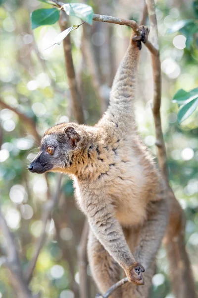 Gemeenschappelijke Bruin Lemur Bomen Natuur Madagaskar Dieren Wild Wilde Dieren — Stockfoto