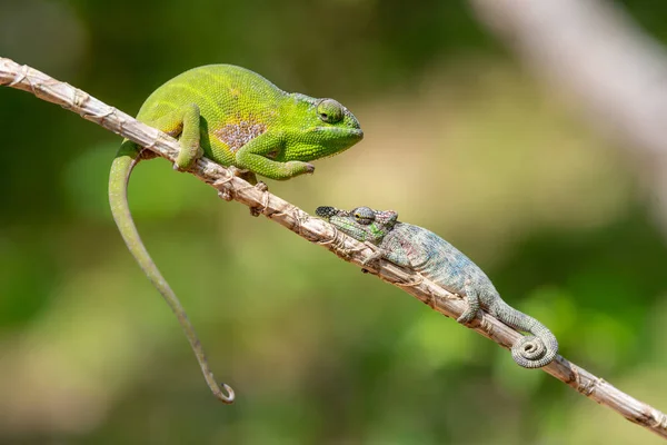 Camaleón Defensivo Madagascar Camaleones Verdes Listos Para Luchar Contra Fauna — Foto de Stock