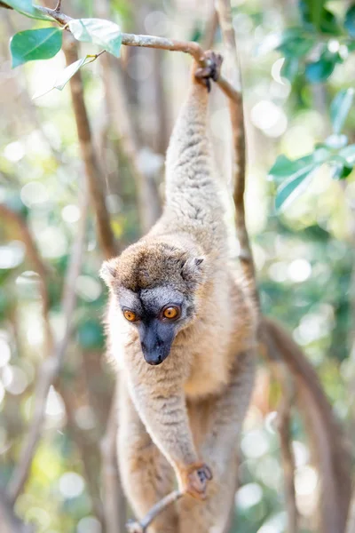 Gemeenschappelijke Bruin Lemur Bomen Natuur Madagaskar Dieren Wild Wilde Dieren — Stockfoto