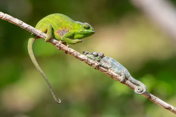 Defensives Chamäleon Madagaskar Grüne Chamäleons Die Bereit Sind Tierwelt Bekämpfen — Stockfoto