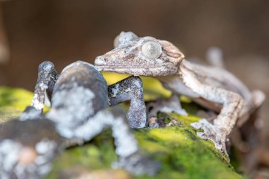 Gecko Madagaskar hayvanlar yaban hayatı, vahşi hayvan Madagaskar. Tatil tur Andasibe, Isalo, Masoala, Marojejy Milli Park içinde. Madagaskar gün gecko