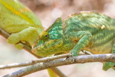 Madagaskar, yeşil bukalemunlar hayvan yaban hayatı, vahşi hayvanlar Madagaskar'daki yeşil bukalemun. Tatil seyahat Tur Andasibe, Isalo, Masoala, Marojejy Milli Park içinde. Bukalemun.