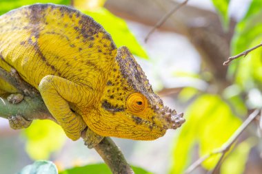 Madagaskar hayvanlar yaban hayatı, vahşi hayvan Madagaskar'daki sarı bukalemun. Tatil seyahat Tur Andasibe, Isalo, Masoala, Marojejy Milli Park içinde. Bukalemun.