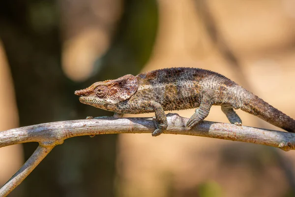 Bukalemun Madagaskar hayvanlar yaban hayatı, vahşi hayvan Madagaskar içinde. Tatil seyahat Tur Andasibe, Isalo, Masoala, Marojejy Milli Park içinde. Bukalemun.