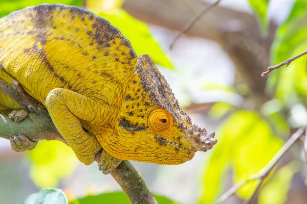 Madagaskar hayvanlar yaban hayatı, vahşi hayvan Madagaskar'daki sarı bukalemun. Tatil seyahat Tur Andasibe, Isalo, Masoala, Marojejy Milli Park içinde. Bukalemun.