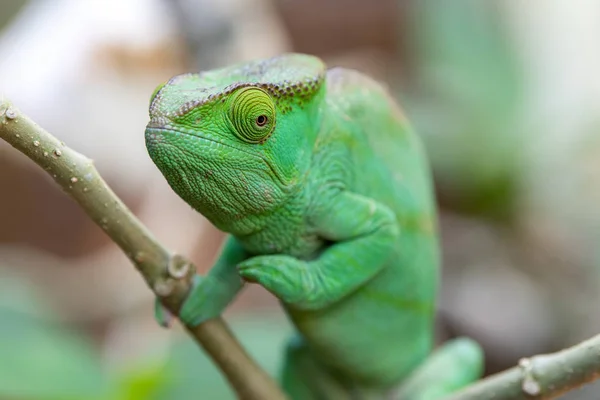 Green Chameleon in Madagascar, green chameleons animal wildlife, wild animals in Madagascar. Holiday travel tour in Andasibe, Isalo, Masoala, Marojejy National parks. Chameleons.