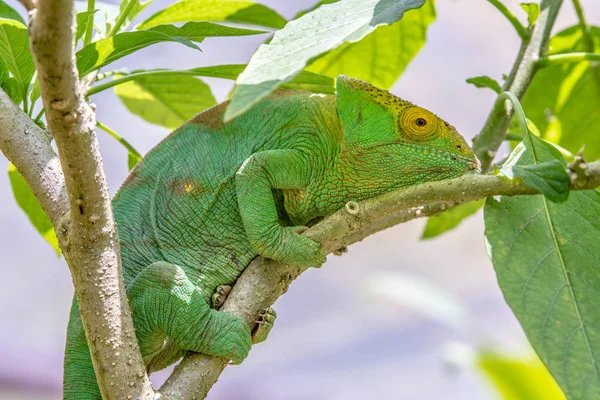 Grüne Chamäleons Madagaskar Grüne Chamäleons Tierwelt Wilde Tiere Madagaskar Urlaubsreise — Stockfoto