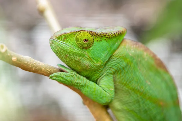 Green Chameleon in Madagascar, green chameleons animal wildlife, wild animals in Madagascar. Holiday travel tour in Andasibe, Isalo, Masoala, Marojejy National parks. Chameleons.