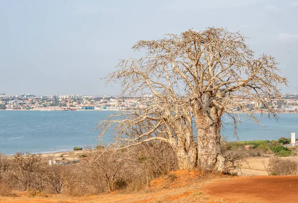 Baobab tree Angola, Luanda trees near the sea. Travel to Luanda, Angola in West-Africa to see baobab trees