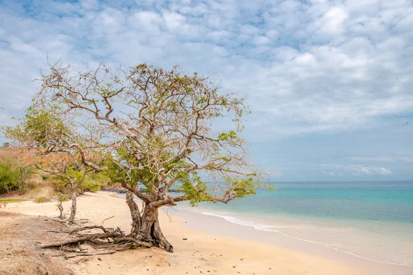 Árbol Playa Naturaleza Paisaje Tom Príncipe Montañas Como Pico Grande —  Fotos de Stock