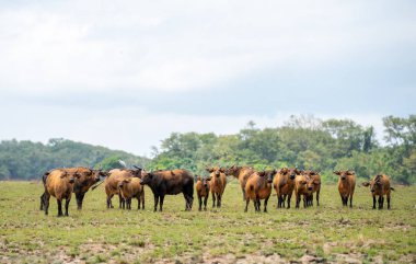 Orman bufalo sürüsü Savannah Gabon, Batı Afrika. Orman Texas'ın büyük grubu otlayan memelilerin