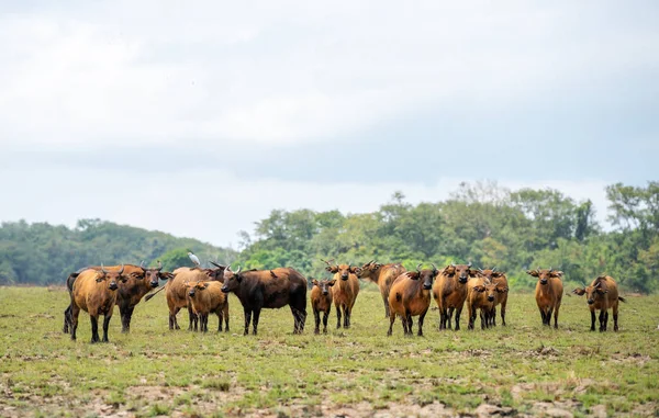 Forest buffalo herd in savannah of Gabon, West-Africa. Forest buffaloes big group of mammals grazing