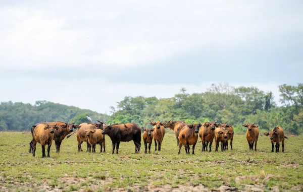 Erdő Buffalo Csorda Gabon Nyugat Afrika Szavanna Erdei Nagy Csoportja — Stock Fotó