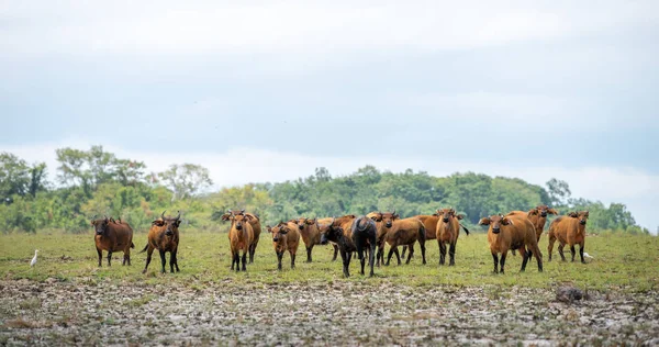 Forest buffalo herd in savannah of Gabon, West-Africa. Forest buffaloes big group of mammals grazing