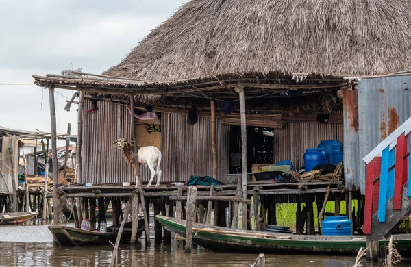 Goat in African house. Benin lake Nokou lifestyle African villager living on house in water. Trading with barter system. West-Africa life in Benin living with boats on the lake.