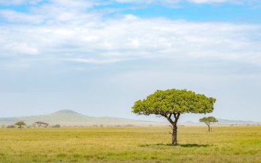 Ovalar ve Kenya ve Tanzanya, Doğu Afrika Serengeti, Masai Mara ve Ngorongoro krateri savannah yalnız akasya ağacı. Afrika safari gezisi yaban hayatı