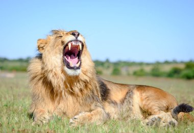 African Lion roar, lion male with manes on African savannah in Zimbabwe, Africa. clipart