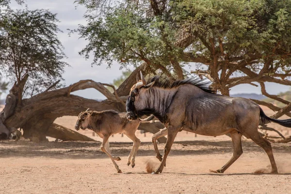 Kék Gnú Felnőtt Gnú Baba Namíb Sivatagban Sesriem Namíbia Safari — Stock Fotó