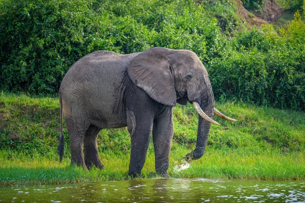 Elephant drinks water at the lake river, elephants taking a break while having a drink. Beautiful light on the elephant drinking water during safari and boat cruise in national park, Uganda Africa