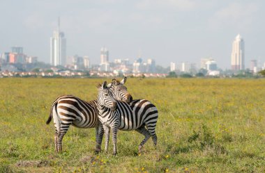 Zebras in Nairobi national park with Nairoby city in the background. Zebra puts head on back of other zebra in Nairobi, Kenya. clipart