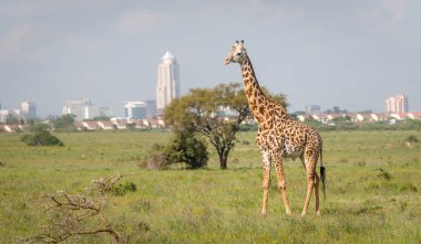Giraffe in Nairobi city the capital of Kenya. Nairobi national park. Architecture of Nairobi in the background of beautiful giraffe. clipart