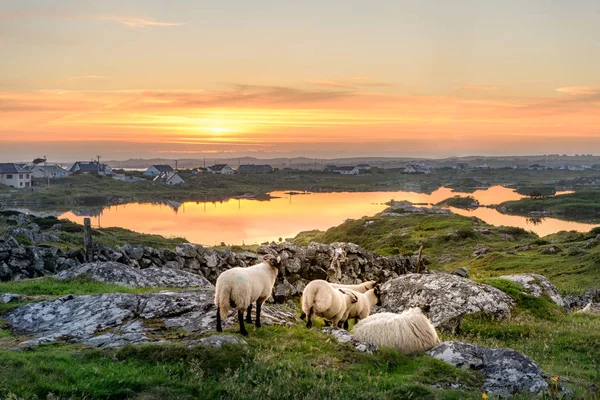 İrlanda günbatımı Clifden, Roundstone ve Connemara İrlanda yakın koyun ile bir gölde