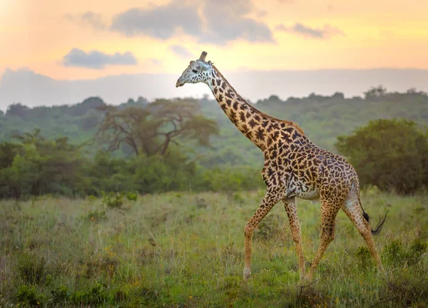 Giraff Nairobi City Huvudstad Kenya Nairobi Nationalpark Arkitekturen Nairobi Bakgrunden — Stockfoto