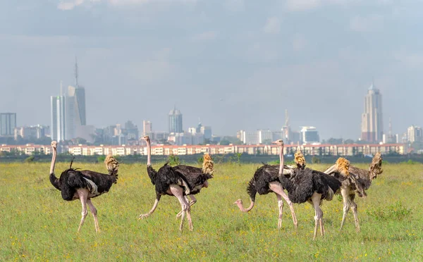 Struts Nairobi Kenya Manliga Och Kvinnliga Strutsar Bete Nairobis Nationalpark — Stockfoto