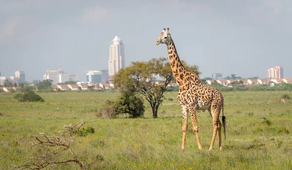 Zsiráf Nairobi Város Kenya Fővárosa Nairobi Nemzeti Park Építészet Nairobi — Stock Fotó