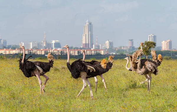 ナイロビ ケニアのダチョウ オスとメスのダチョウは 東アフリカのナイロビ国立公園で放牧します 高層ビル アパートや高層ビルでナイロビ市 — ストック写真