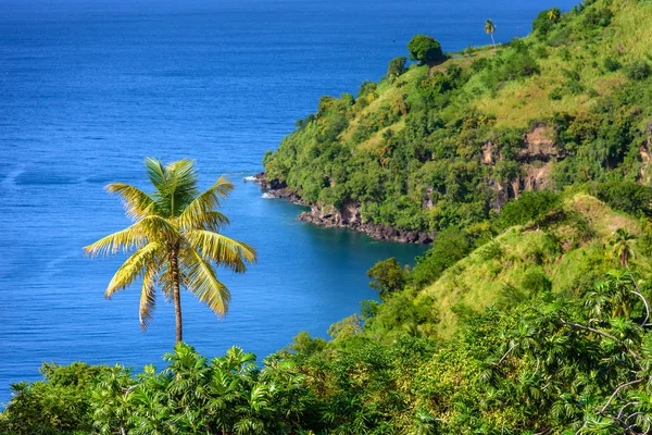 Tenger Pálmafák Között Saint Vincent Grenadine Szigetek Gyönyörű Egzotikus Paradicsom — Stock Fotó