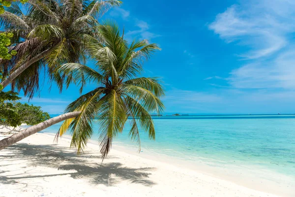 Palm Tree Kokosová Palma Pláži Bílým Pískem Maledivy Tropický Ráj — Stock fotografie