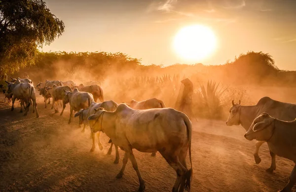 Vacas Regresando Granja Con Granjero Casi Cerca Puesta Del Sol —  Fotos de Stock
