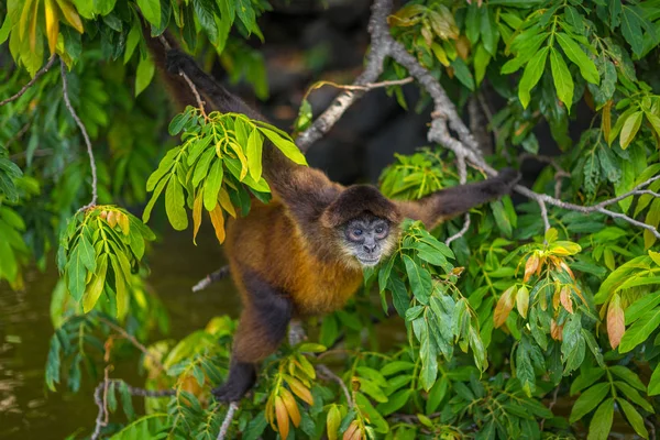 Spinaap Schreeuwen Boom Nicaragua Monkey Island Bezoek Mooie Plaatsen Wereld — Stockfoto