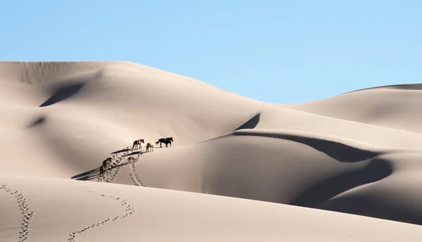 Gobi Desert Horses Walking Sand Dunes Khongoryn Els Horses Crossing — Stock Photo, Image