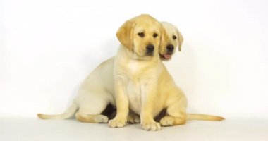 Sarı Labrador Retriever, Beyaz Arkaplanda Yavrular, Normandiya, Yavaş Hareket 4k