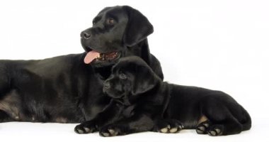 Siyah Labrador Retriever, Beyaz Arkaplanda Sürtük ve Köpek Yavrusu, Normandiya, Yavaş çekim 4k