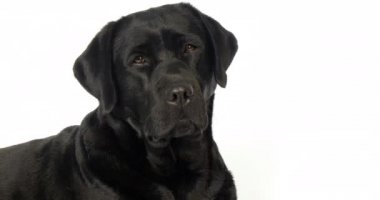 Siyah Labrador Retriever, Beyaz Arkaplanda Kaltağın Portresi, Normandiya, Yavaş Film 4k