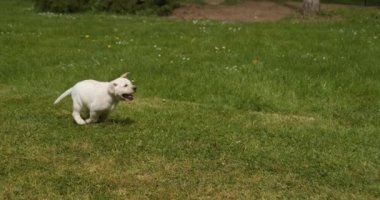 Sarı Labrador Retriever, Çimlerde Koşan Köpek, Fransa 'da Normandiya, Yavaş Hareket 4k