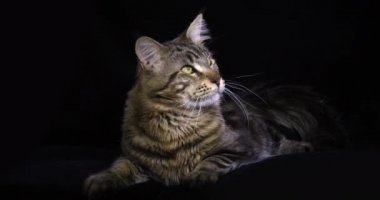 Kahverengi Çizgili Tabby Maine Rakun Evcil Kedi, Siyah Arkaplan 'a karşı yatan Erkek, Fransa' da Normandiya, Ağır çekim 4k