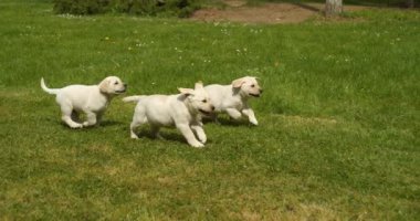 Sarı Labrador Retriever, Çimlerde koşan Yavru Yavrular Grubu, Fransa 'da Normandiya, Yavaş Hareket 4k