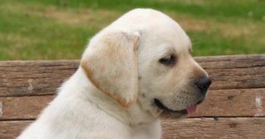 Labrador Retriever, Yellow Puppy in a Wheelbarrow, Normandy in France, Slow Motion 4k