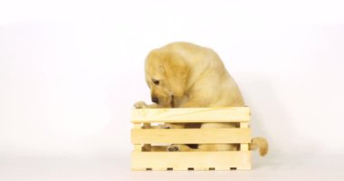 Sarı Labrador Retriever, Yavru Köpek Beyaz Arkaplanda Bir Kutuda Oynuyor, Normandiya, Yavaş Film 4k
