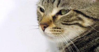 Kahverengi Tekir Kedi, Beyaz Arkaplanda Bir Kukunun Portresi, Gözlerin ve Bıyığın Yakın Çekimi, Yavaş Hareket 4k