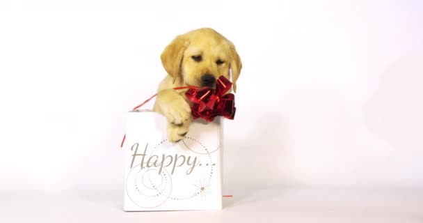 Yellow Labrador Retriever Puppy Προσφέρεται Δώρο Λευκό Φόντο Νορμανδία Αργή — Αρχείο Βίντεο