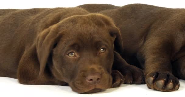 Kahverengi Labrador Retriever Beyaz Arkaplanda Yavrular Uyuyan Normandiya Yavaş Hareket — Stok video