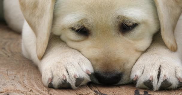 Labrador Retriever Yellow Puppy Sleeping Wheelbarrow Normandy France Slow Motion — Stock Video